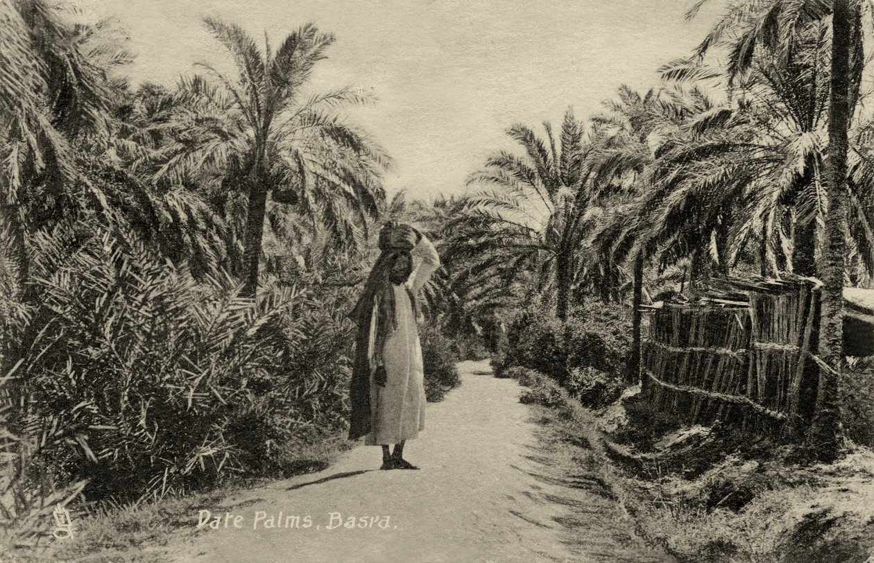 Palmiers dattiers, Bassora - Unbekannter Künstler