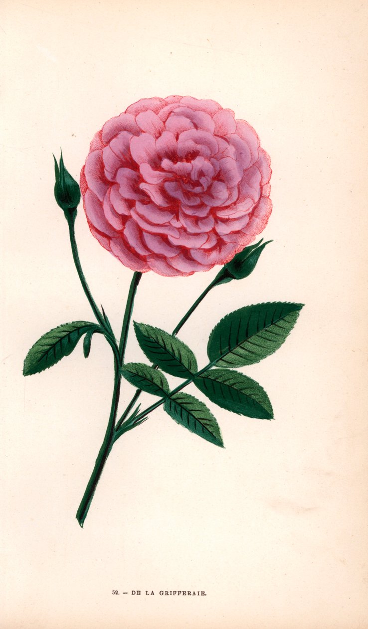 De la Grifferaie rose, hybride de la Rosa multiflora, apparu sur le marché vers 1846. Chromolithographie dessinée et lithographiée d