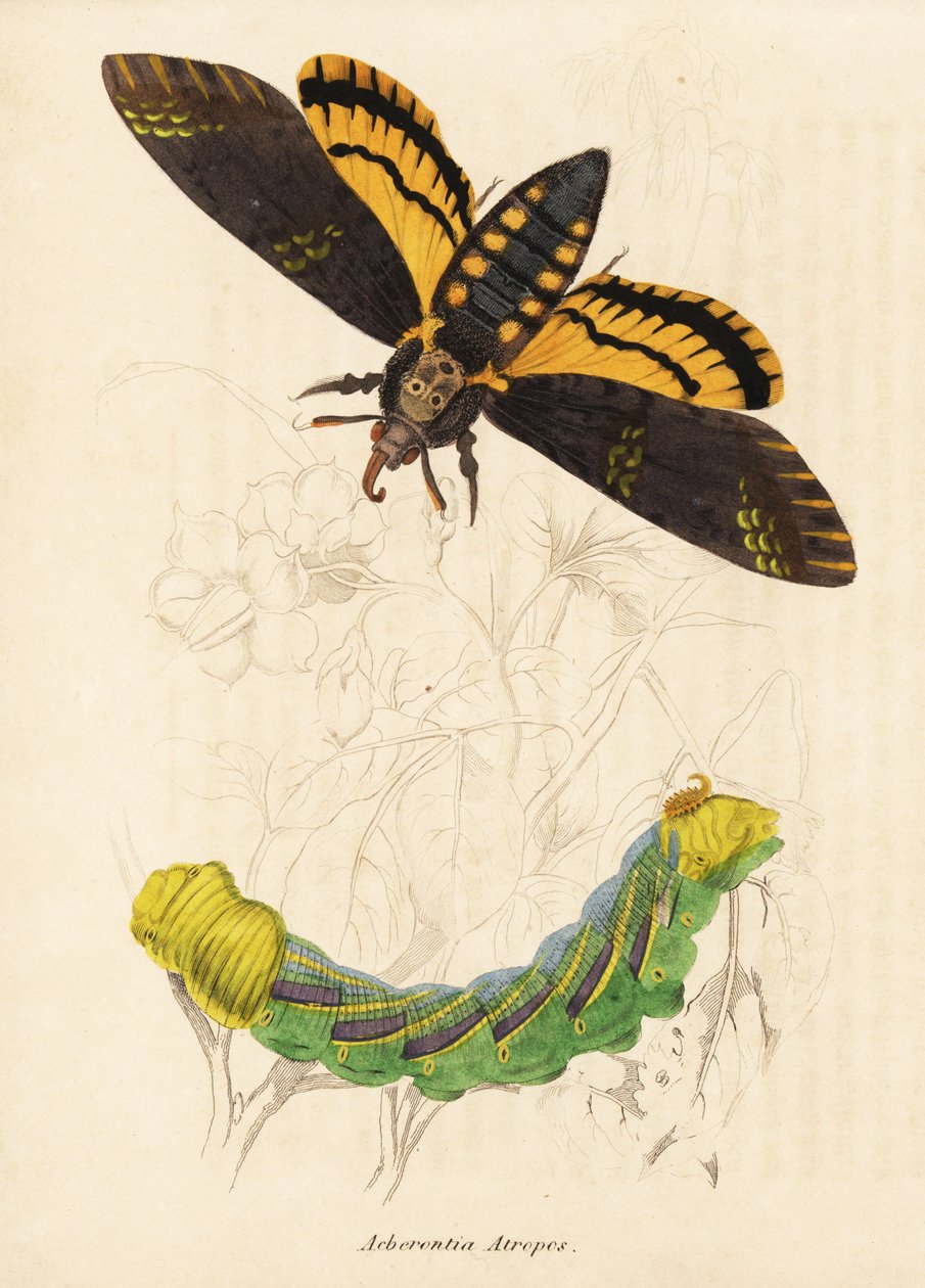 Sphinx à tête de mort, Acherontia atropos. Gravure à l