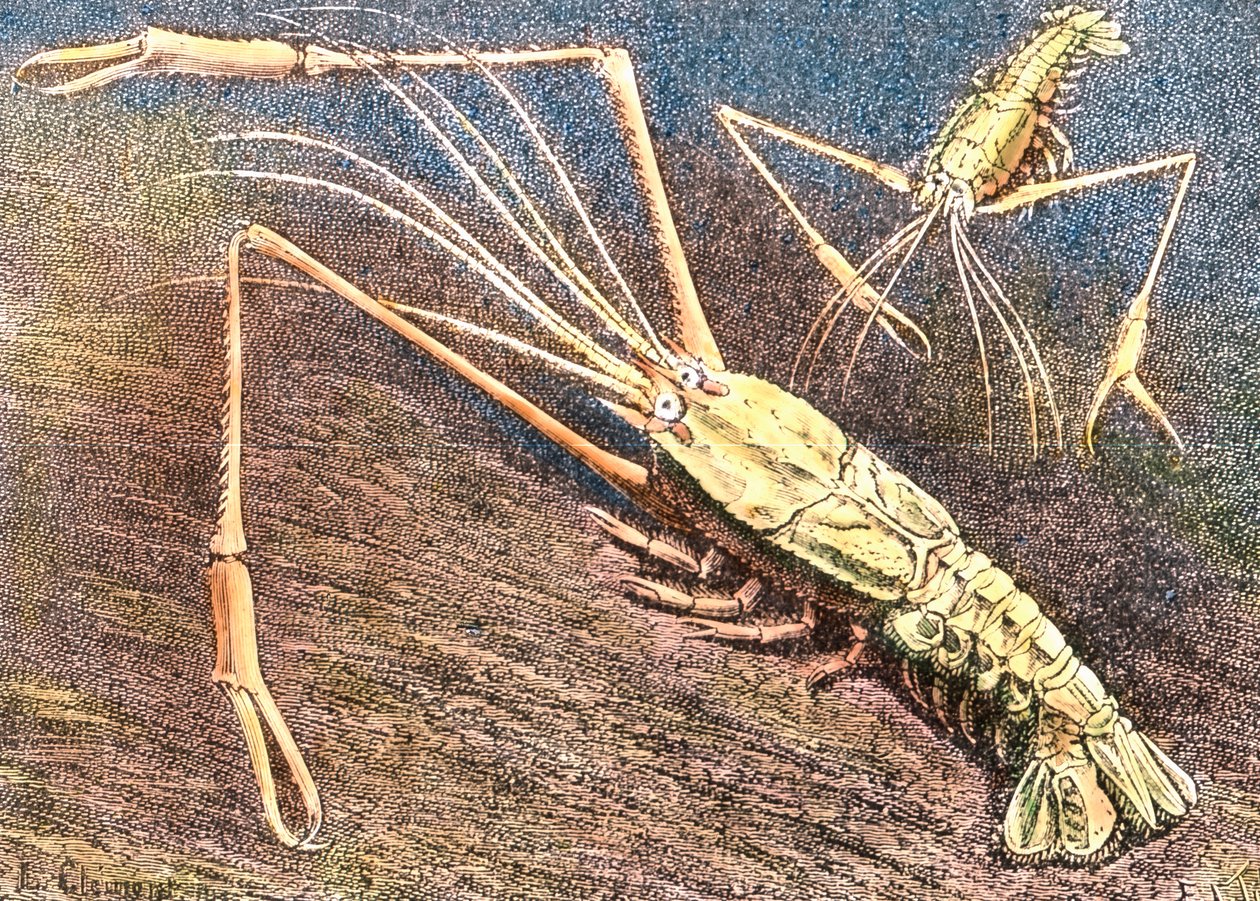 Crevette d