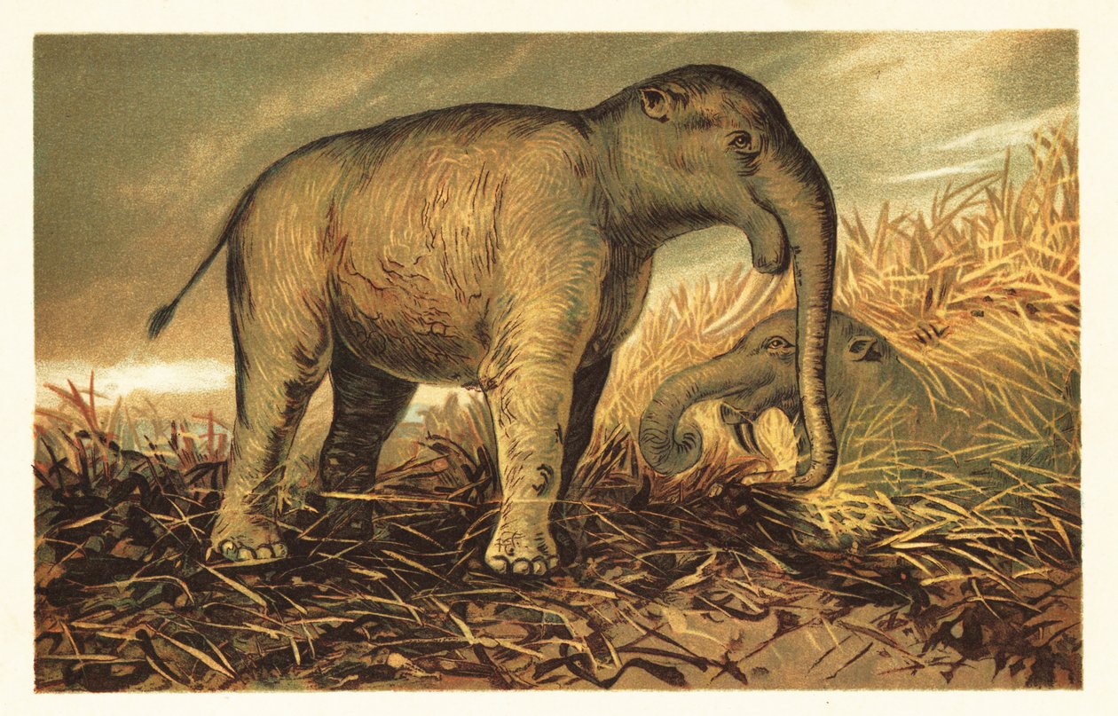 Deinotherium giganteum, grand parent préhistorique des éléphants modernes - Unbekannter Künstler