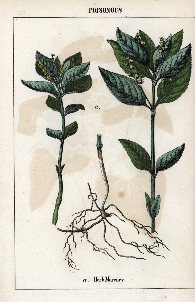 Description de la mercuriale annuelle, fleurs, fruits et racines de la plante - Unbekannter Künstler