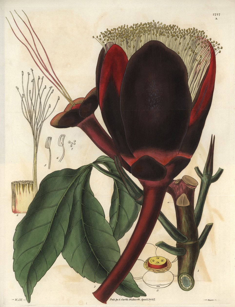Description de la grande fleur chocolat foncé d