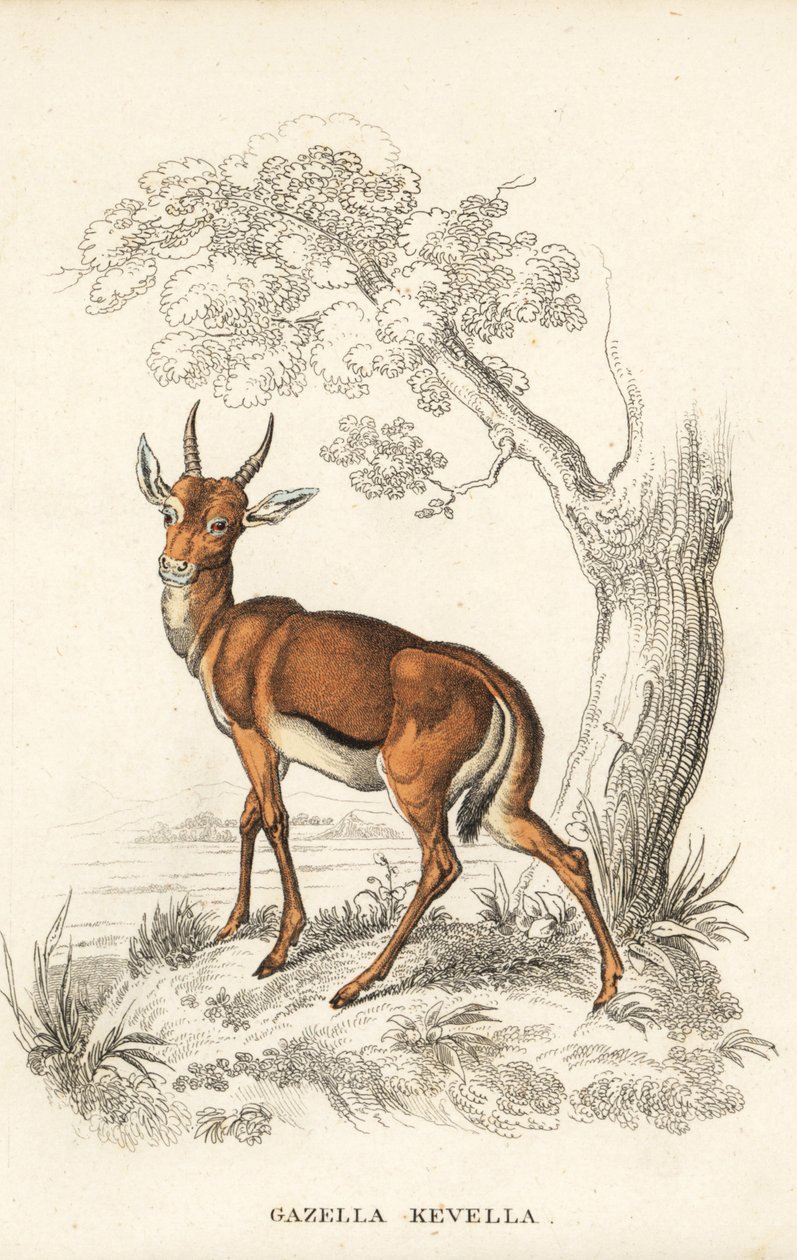 Gazelle dorcas, Gazella dorcas (kevel commun, Gazella kevella). Vulnérable. D