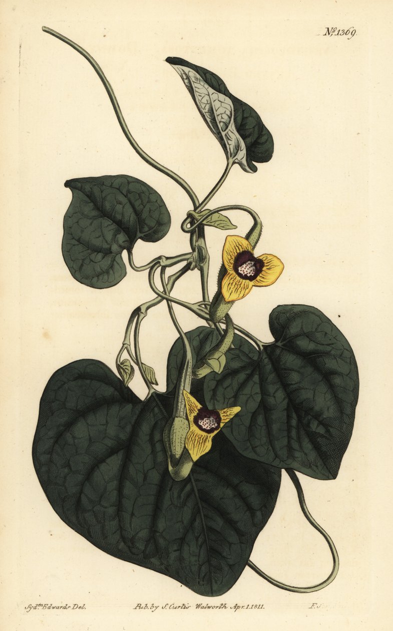 Aristoloche tomenteuse - Unbekannt