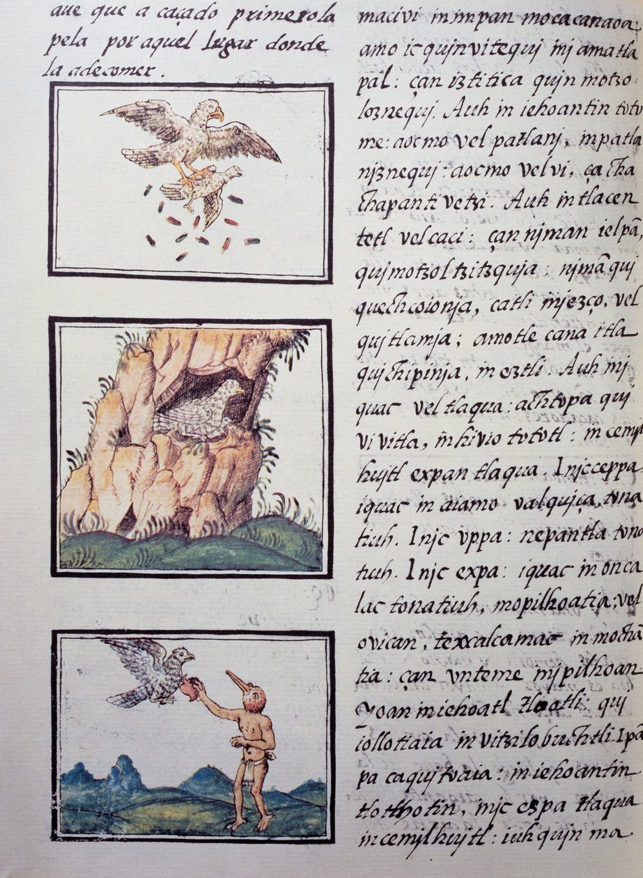 Aigles, page du Codex florentin, version bilingue en espagnol et nahuatl, Histoire générale des choses de la Nouvelle-Espagne, par le missionnaire espagnol Fray Bernardino de Sahagun. Civilisation aztèque - William M. Timlin