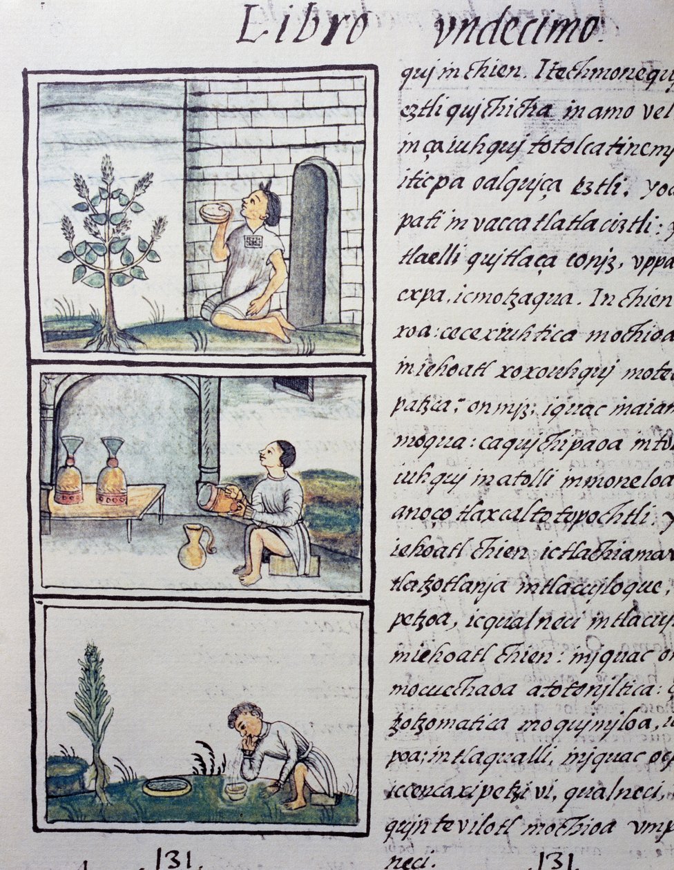 Plantes comestibles, page du Livre XI du Codex Florentin - William M. Timlin
