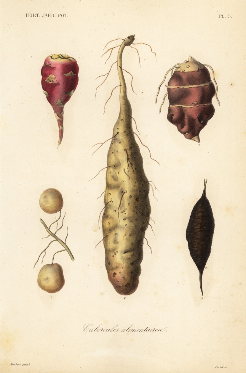 Tubercules alimentaires - Unbekannt