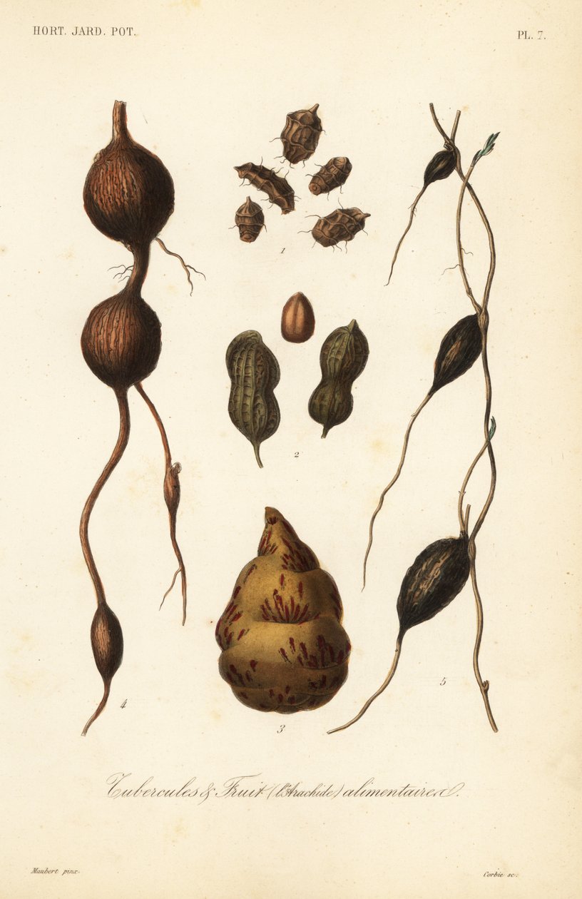 Tubercules alimentaires et fruits - Unbekannt