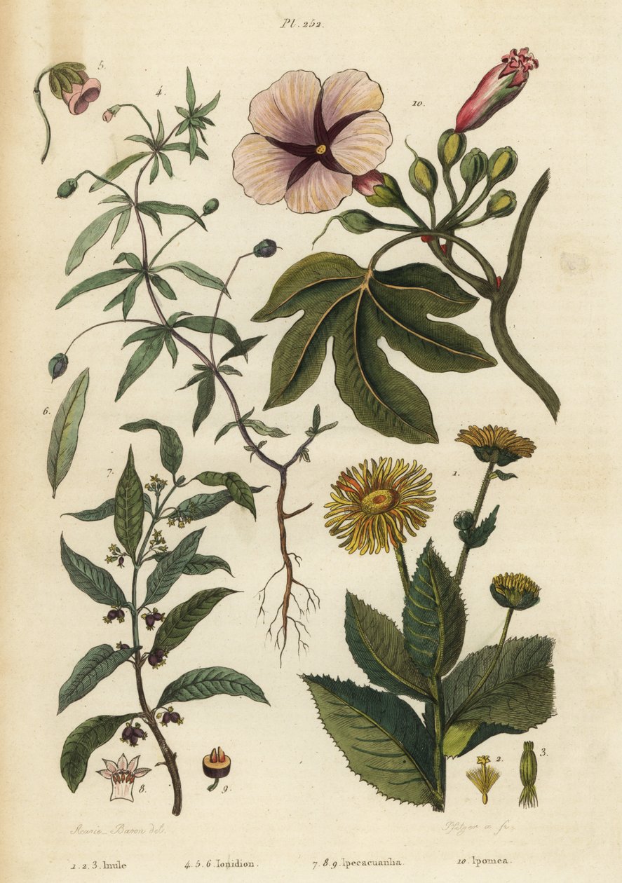 Aunée, Inula helenium, violette verte, Hybanthus species Ionidium polygalifolium, ipecacuanha, Carapichea ipecacuanha, et liseron, Ipomoea insignis - Unbekannt
