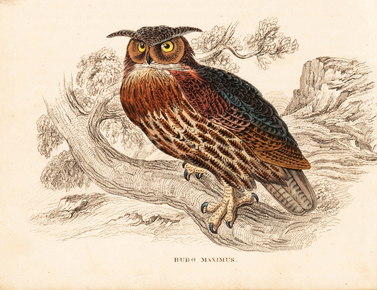 Hibou grand-duc, Bubo bubo. Gravure à l