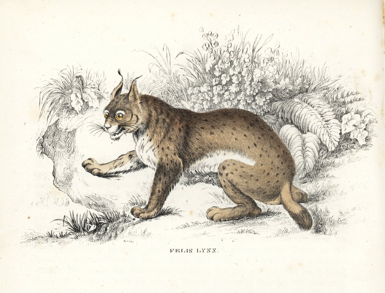 Lynx eurasien, Lynx lynx (Felis lynx). Lithographie en couleur de la Galerie d