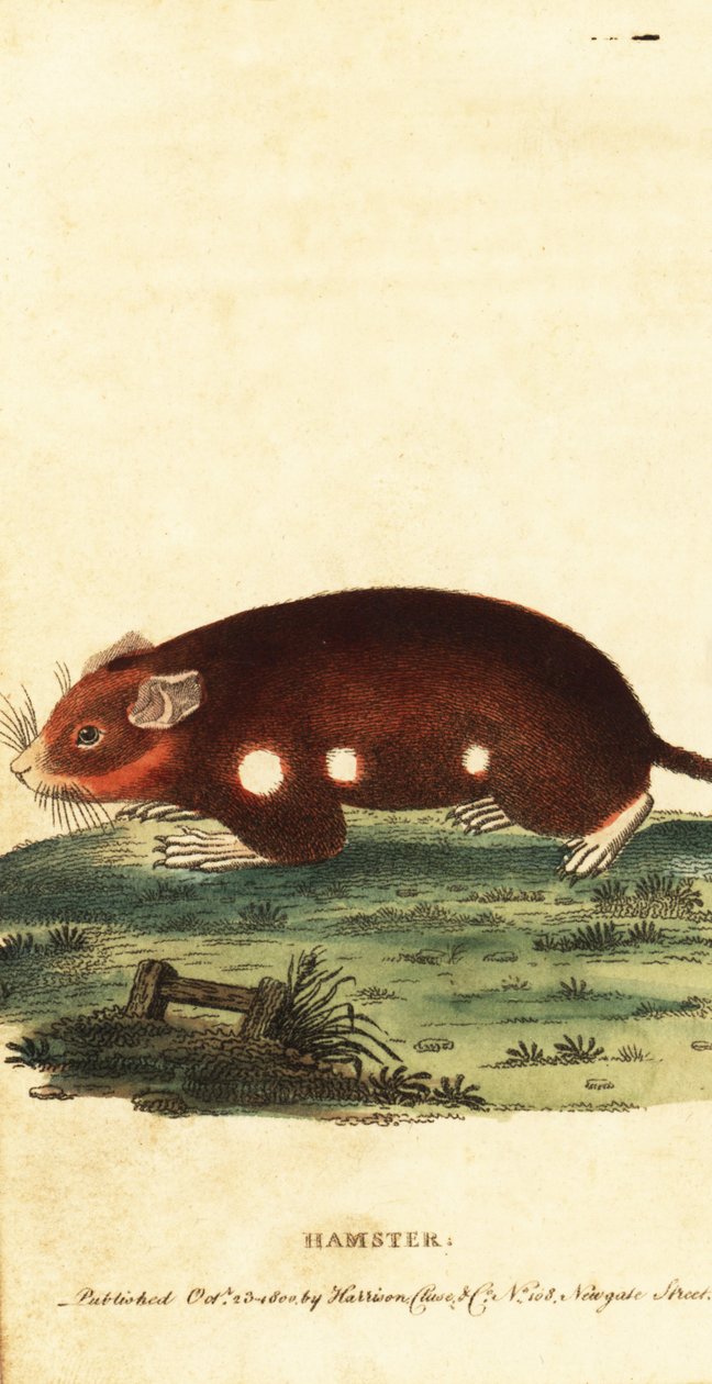 Hamster européen, Cricetus cricetus. En danger critique, 1800 - Unbekannter Künstler
