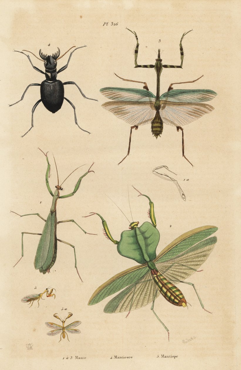 Mante religieuse, Mantis religiosa, mante feuille, Choeradodis rhomboidea, cicindèle, Manticora latipennis, mantispide, Mantispa styriaca - Unbekannt