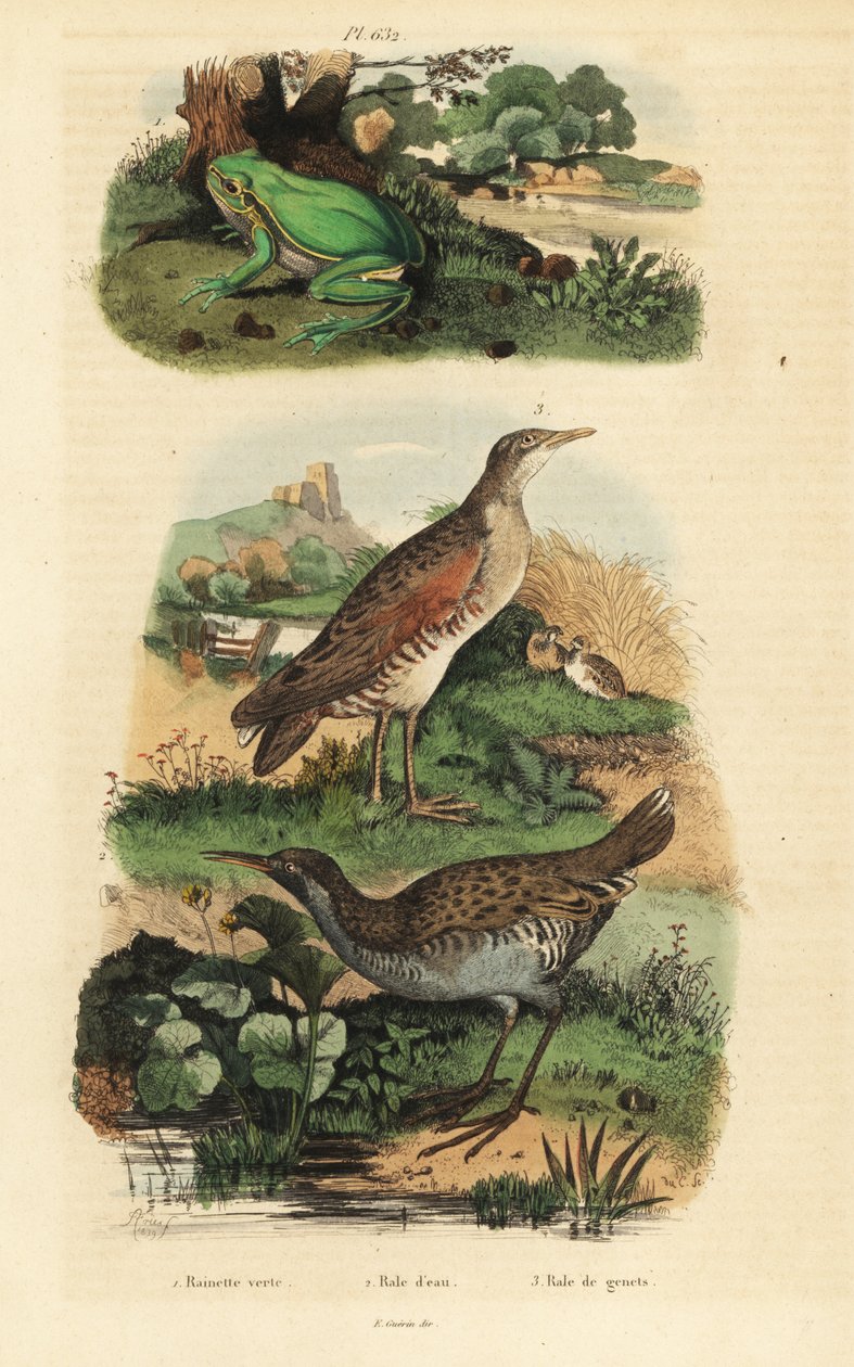 Rainette verte, Hyla arborea, râle d