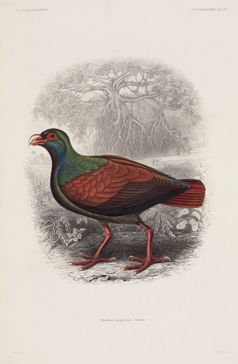 Oiseau exotique - Unbekannt
