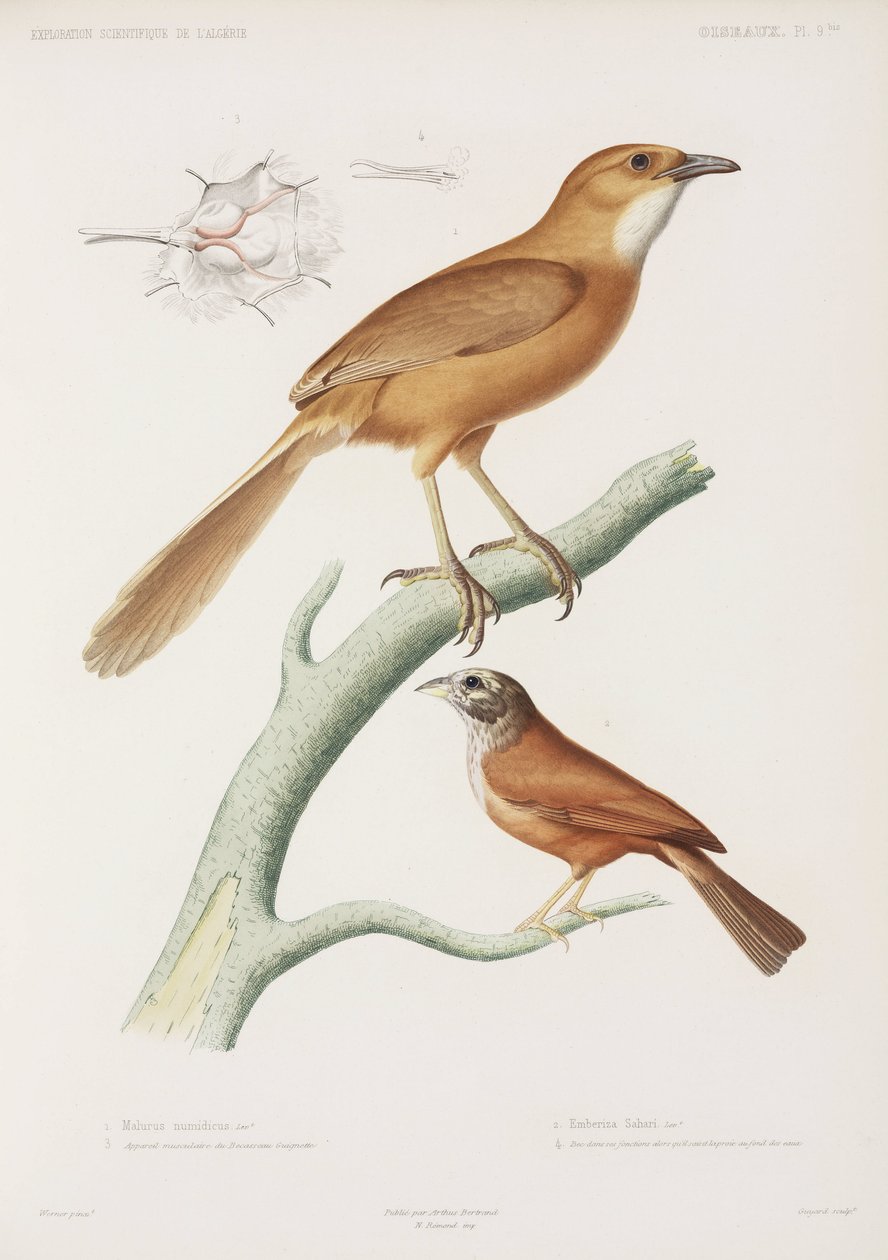 Fairywren et bruant des maisons, Algérie - Unbekannter Künstler
