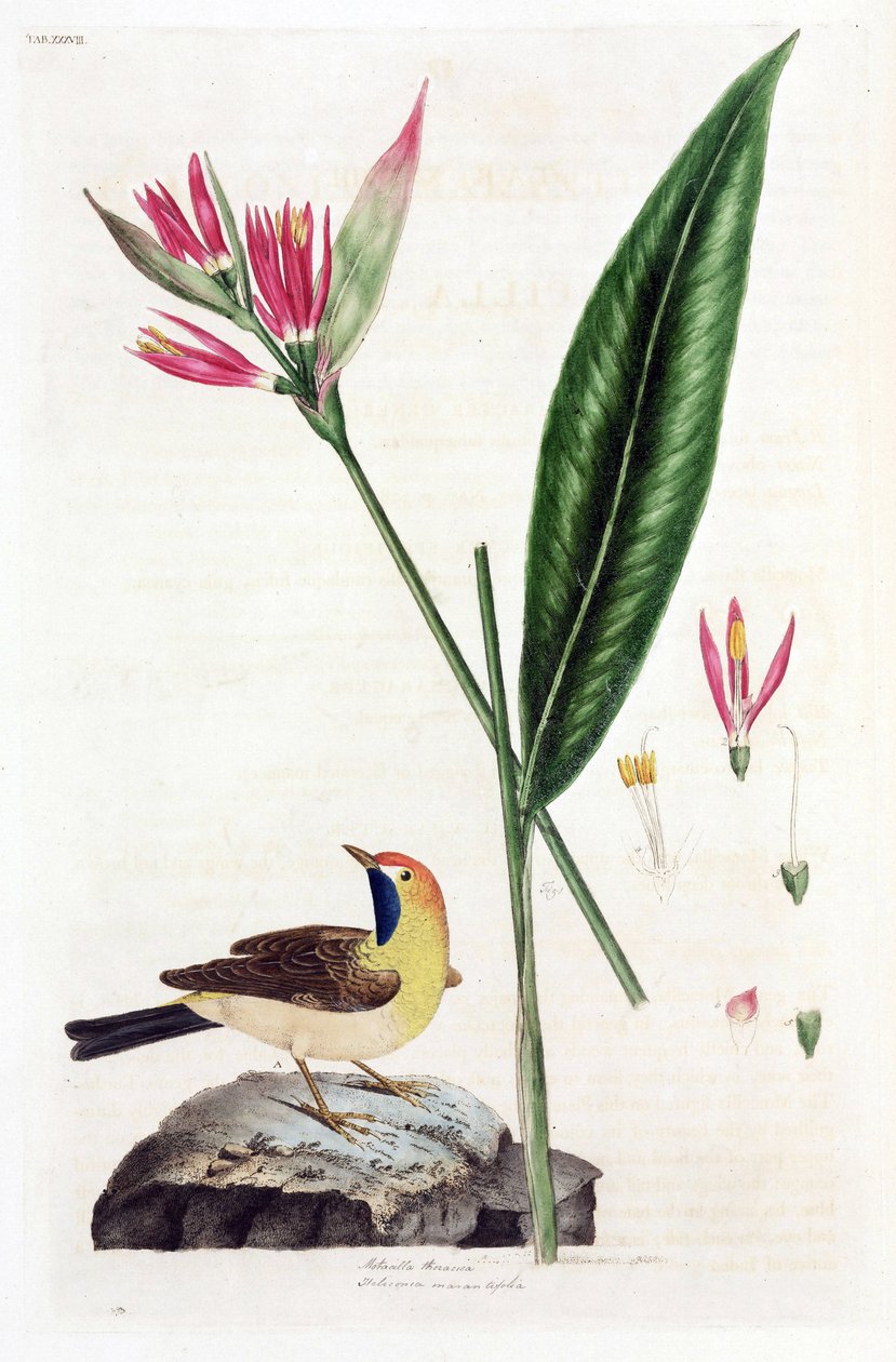 Faux Oiseau du Paradis et bergeronnettes - Unbekannt
