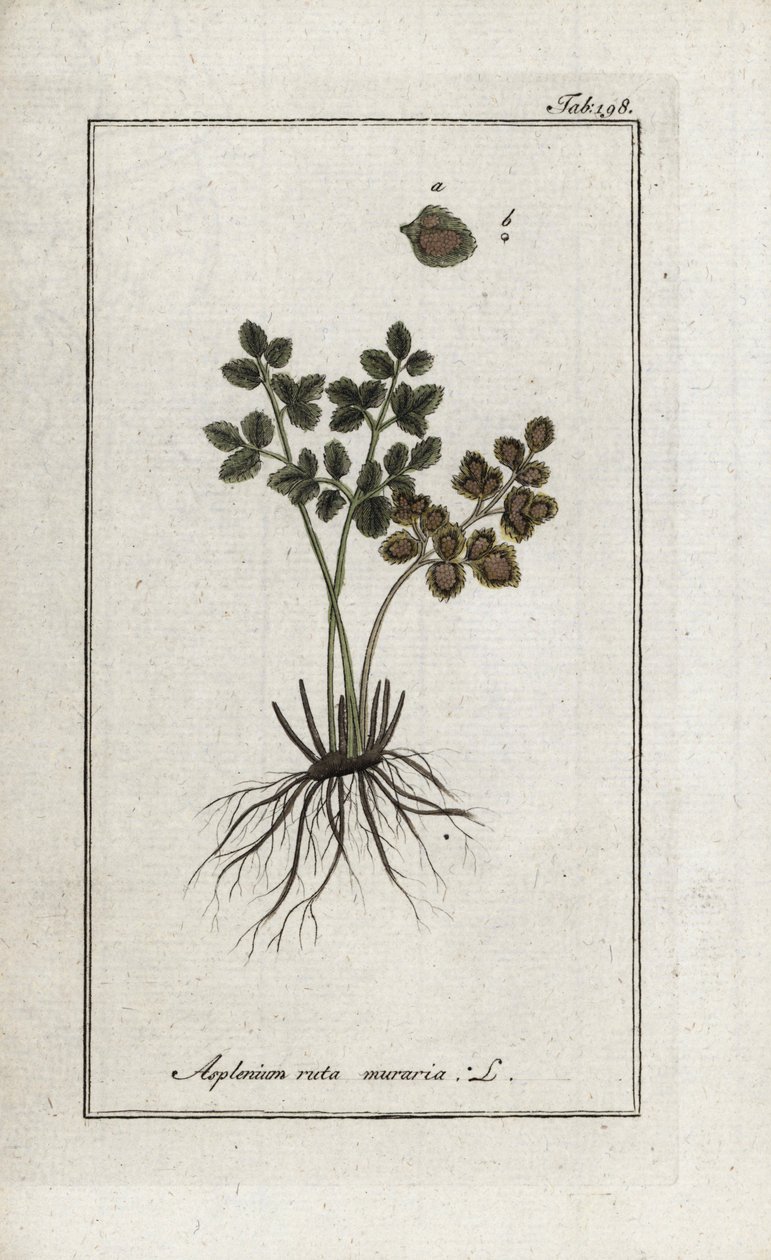 Fougère doradille des murs ou asplénie rue des murs (Asplenium ruta muraria). Lithographie de « Afbeelding der Artseny-Gewassen » par Johannes Zorn (1739-1799), Pays-Bas - Unbekannter Künstler
