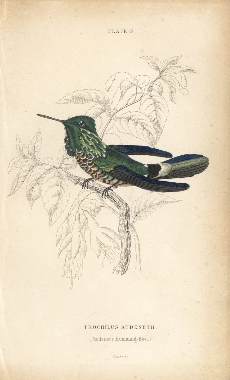Coquette festive, Lophornis chalybeus (colibri d