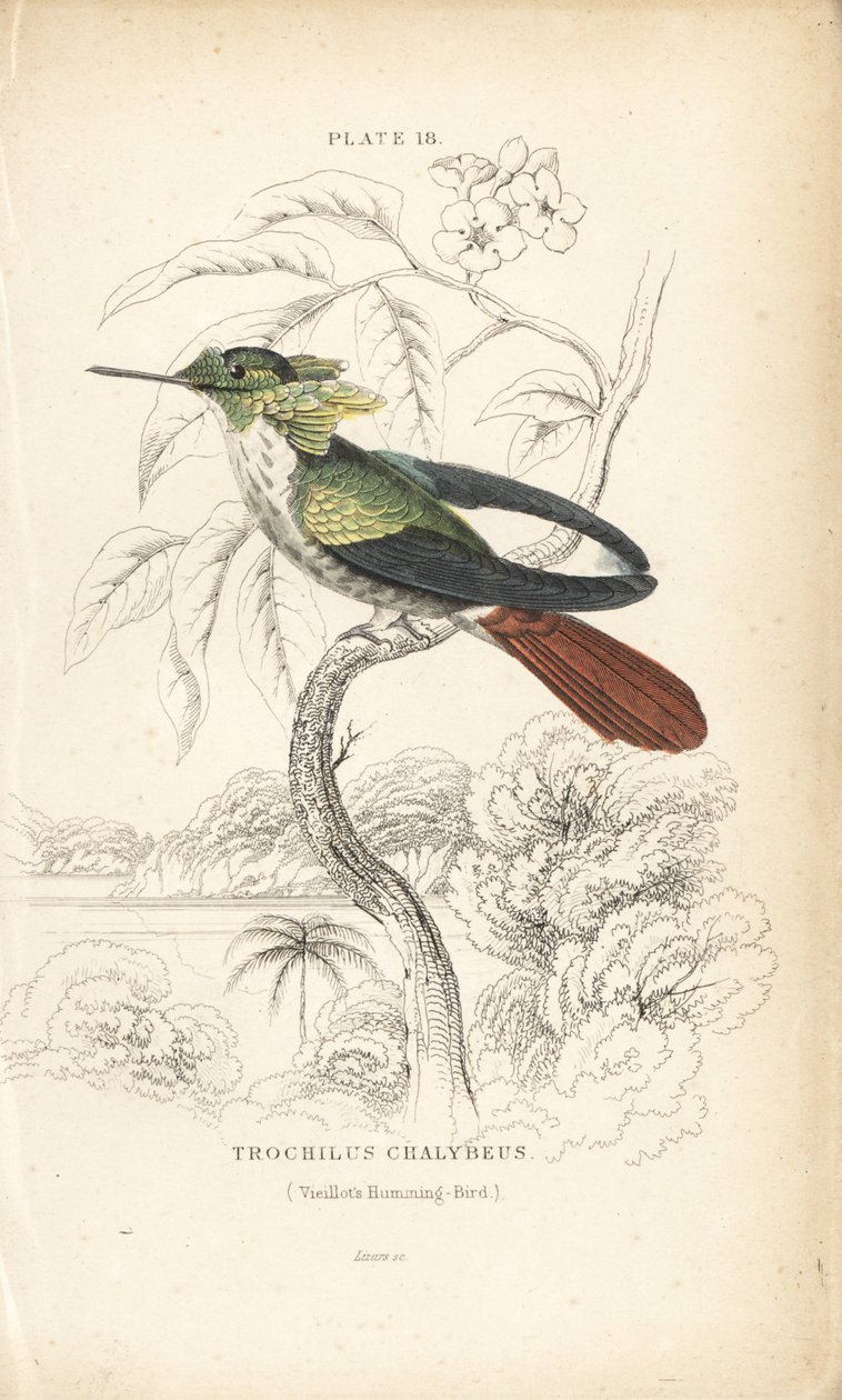 Coquette festive, Lophornis chalybeus (colibri de Vieillot, Trochilus chalybeus). Gravure sur acier coloriée à la main par William Lizars de "Naturalist