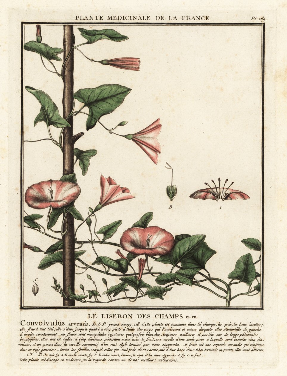 Liseron des champs, Convolvulus arvensis - Unbekannter Künstler