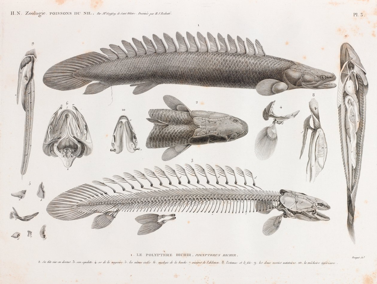 Poisson : Le Polypterus bichir, anatomie - Unbekannt