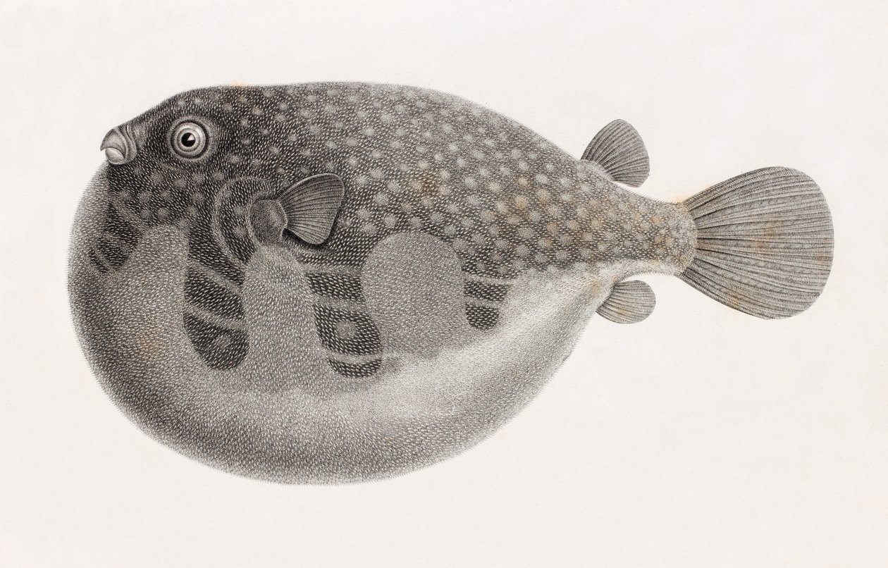 Poisson : Tétrodon (gros plan) - Unbekannt