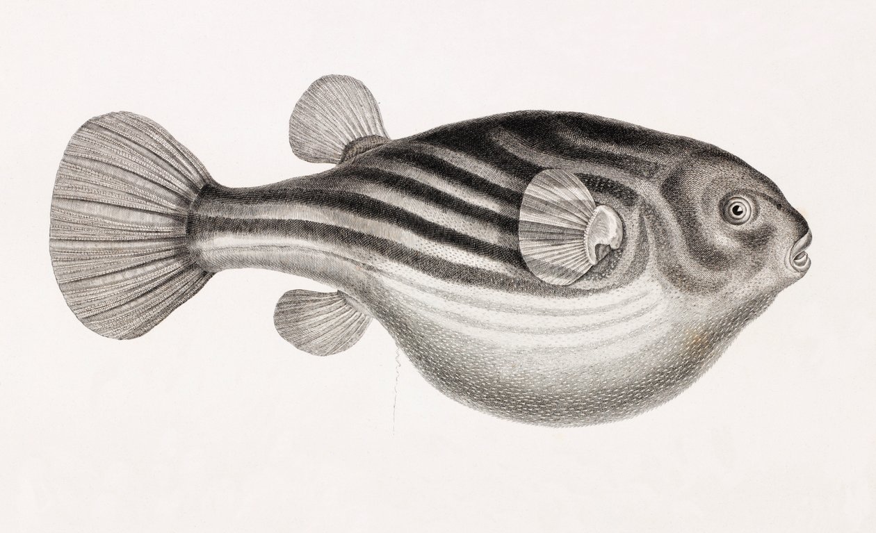 Poisson : Tétrodon (gros plan) - Unbekannt
