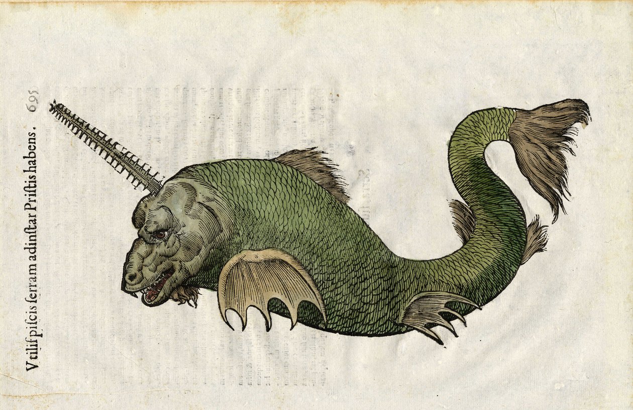 Poisson-scie (Pristis) dans Ulyssis Aldrouandi... De piscibus libri V et de cetis lib. vnus/Ioannes Cornelius Vteruerius... collegit; Marc. Antonius Bernia in lucem restituit... traite de l