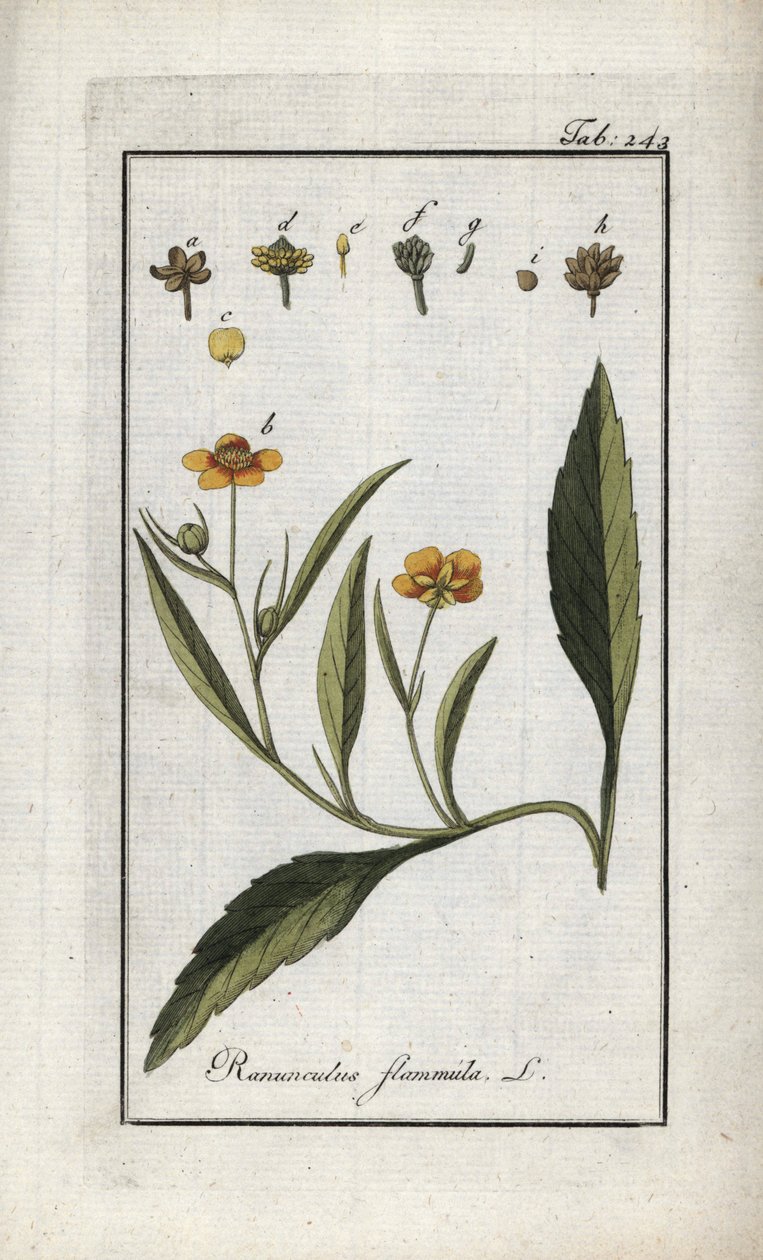 Renoncule flammette ou petite douve ou petite flamme (Ranunculus flammula). Lithographie de « Afbeelding der Artseny-Gewassen » par Johannes Zorn (1739-1799), Pays-Bas - Unbekannter Künstler