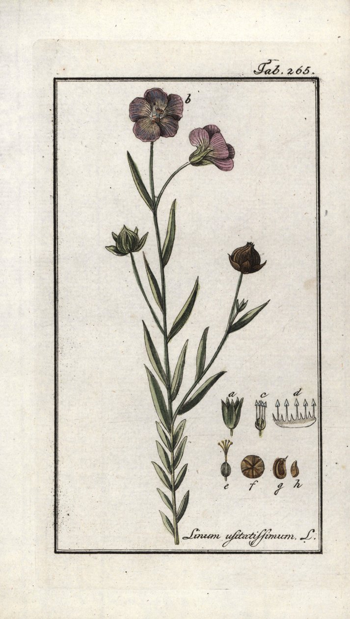 Graine de lin (Linum usitatissimum). Lithographie de « Afbeelding der Artseny-Gewassen » par Johannes Zorn (1739-1799), Pays-Bas - Unbekannter Künstler