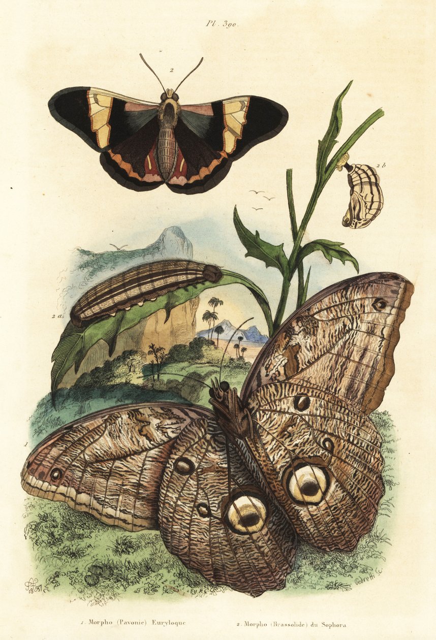 Papillon hibou géant de la forêt, Caligo eurilochus 1 et papillon Brassolis sophorae, nymphe et chenille 2 - Unbekannt