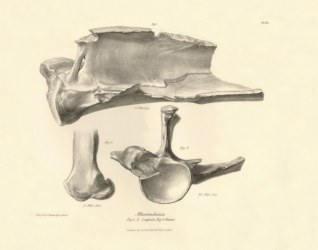 Os fossiles (scapula) de l