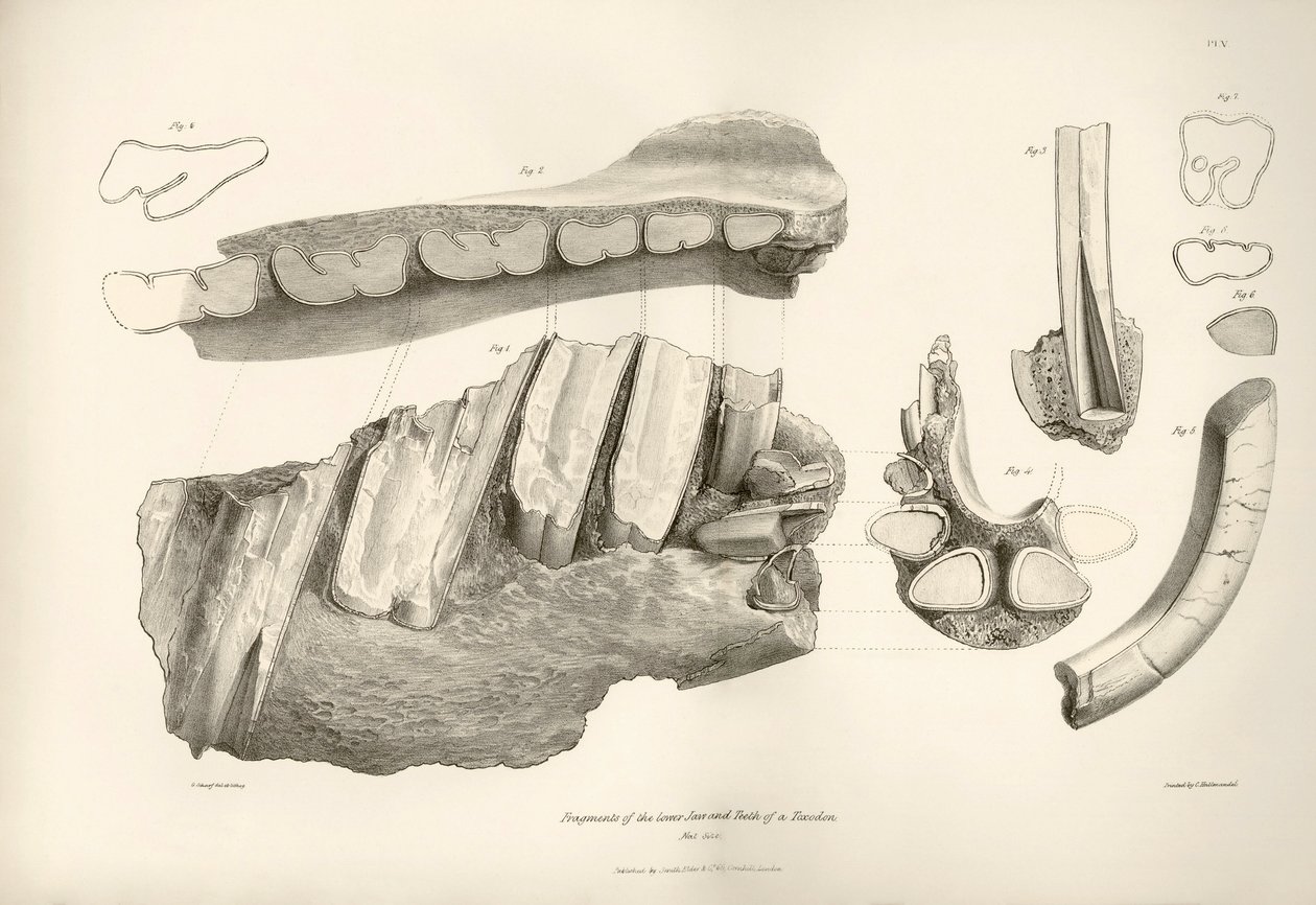 Fragment de mâchoire et dents de Toxodon, un animal préhistorique, trouvé par Charles Darwin près de Montevideo, Uruguay lors de son voyage d