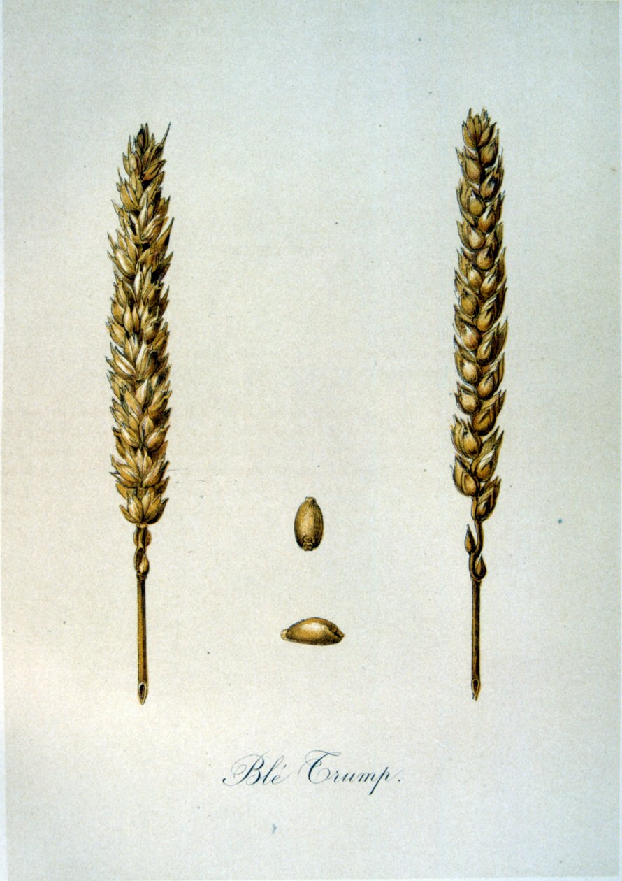 Illustration française du 19ème siècle d
