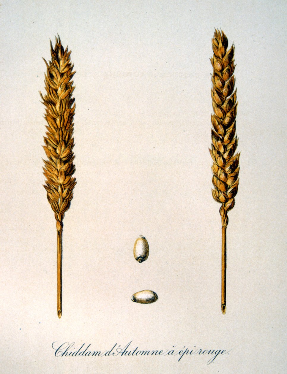 Illustration française du 19ème siècle d