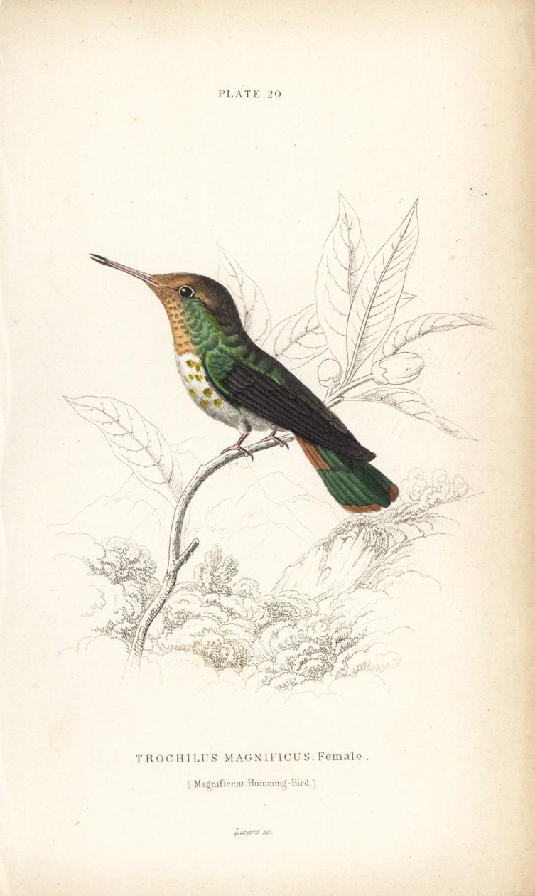 Coquette frangée, Lophornis magnificus, femelle (colibri magnifique, Trochilus magnificus). Gravure sur acier coloriée à la main par William Lizars de "Naturalist