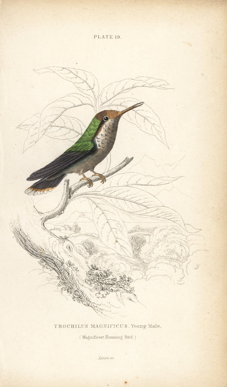 Coquette frisée, Lophornis magnificus, jeune mâle (Colibri magnifique, Trochilus magnificus). Gravure sur acier colorée par William Lizars de la Naturalist