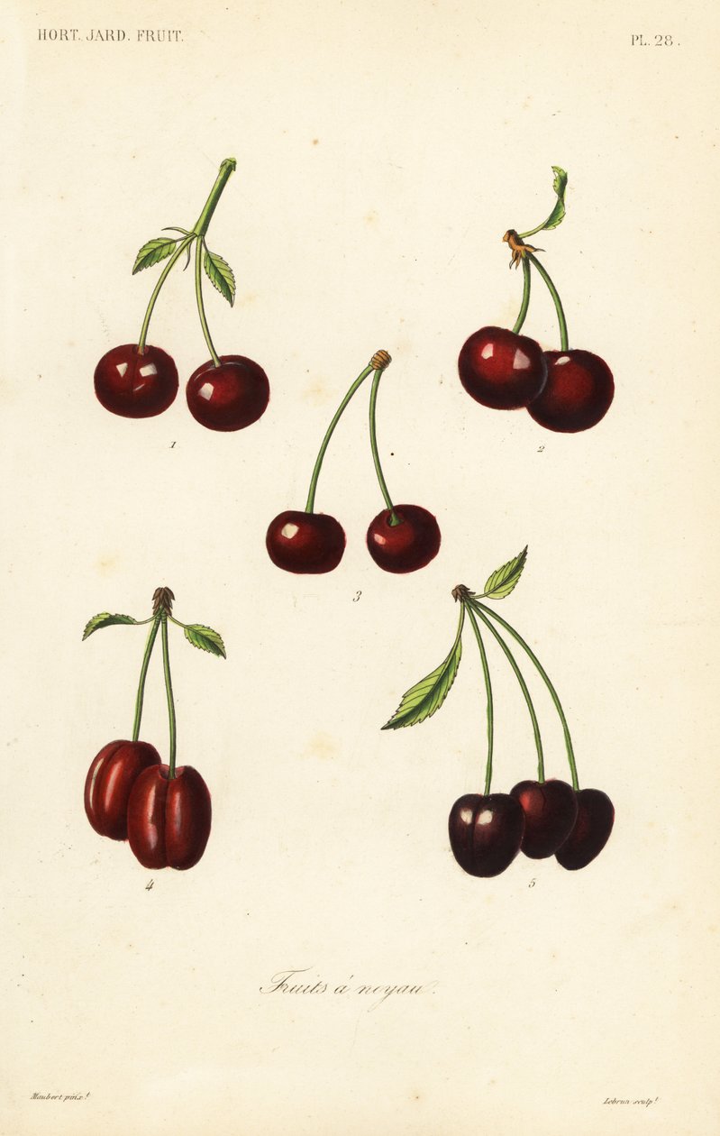 Fruits à noyau - Unbekannt