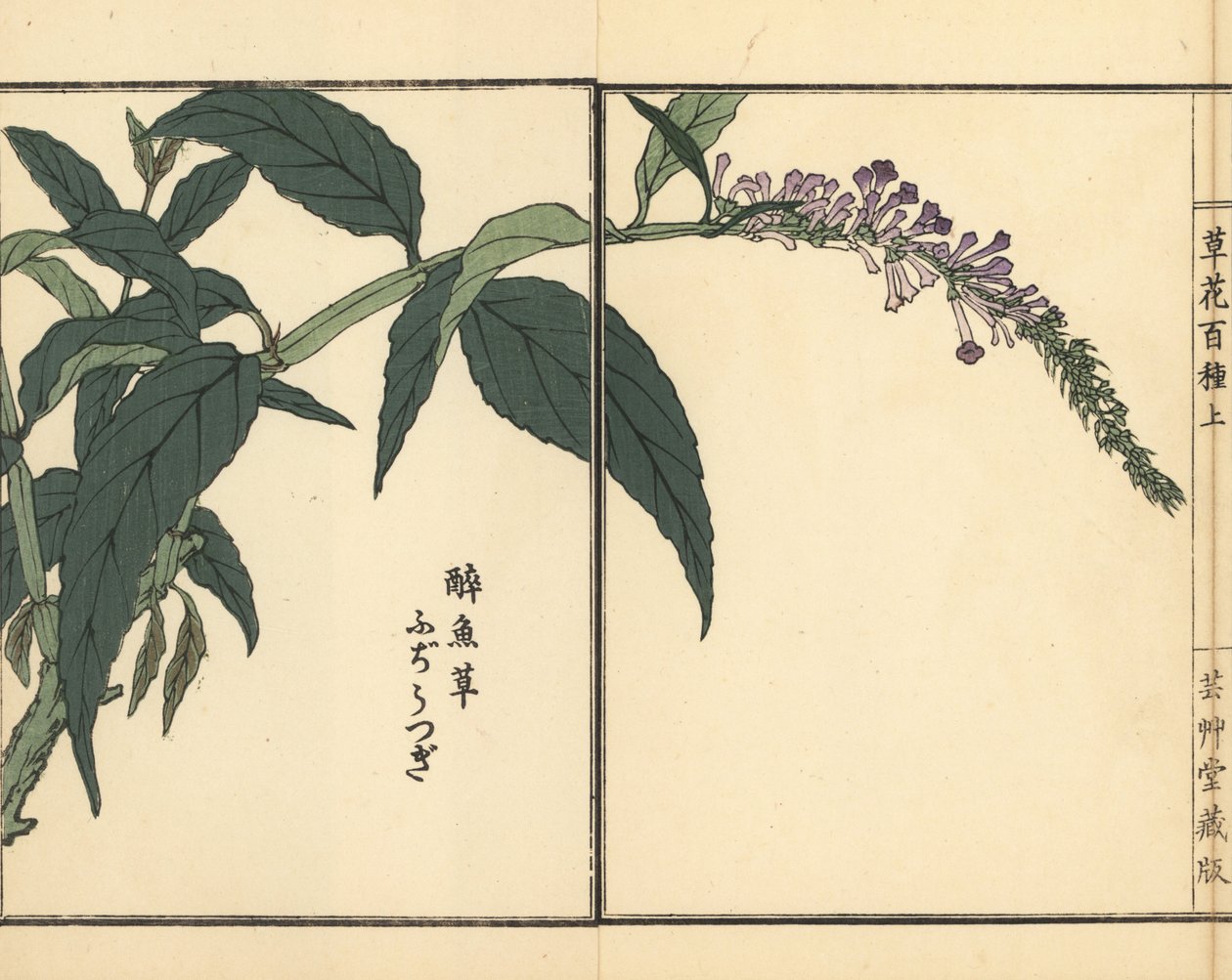 Fujiutsugi ou Buddleia, espèces de Buddleja. Gravure sur bois coloriée à la main par Kono Bairei de Kusa Bana Hyakushu (Cent Variétés de Fleurs), Tokyo, Yamada - Unbekannter Künstler