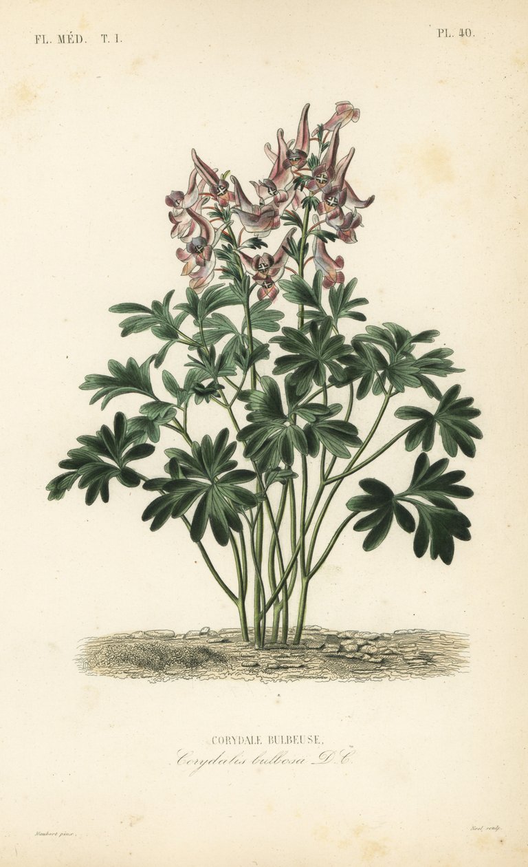 Corydale bulbeuse - Unbekannt