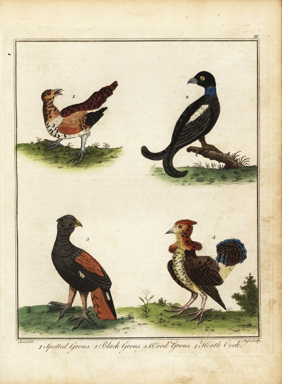 Oiseaux de gibier : tétras lyre, tétras noir, grand tétras, coq de bruyère 1792 (gravure) - Unbekannter Künstler