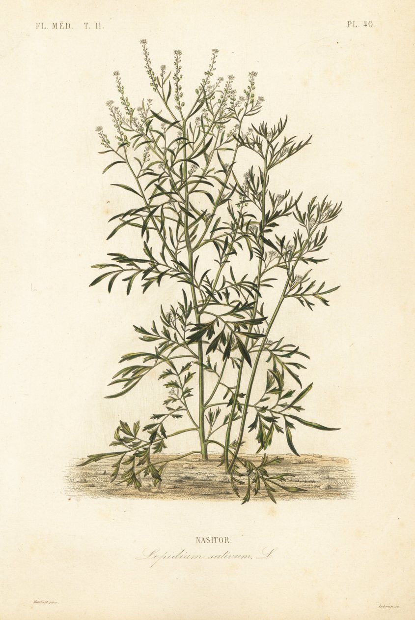 Cresson de jardin, cresson et cresson ou poivrier, Lepidium sativum, Nasitor - Unbekannt