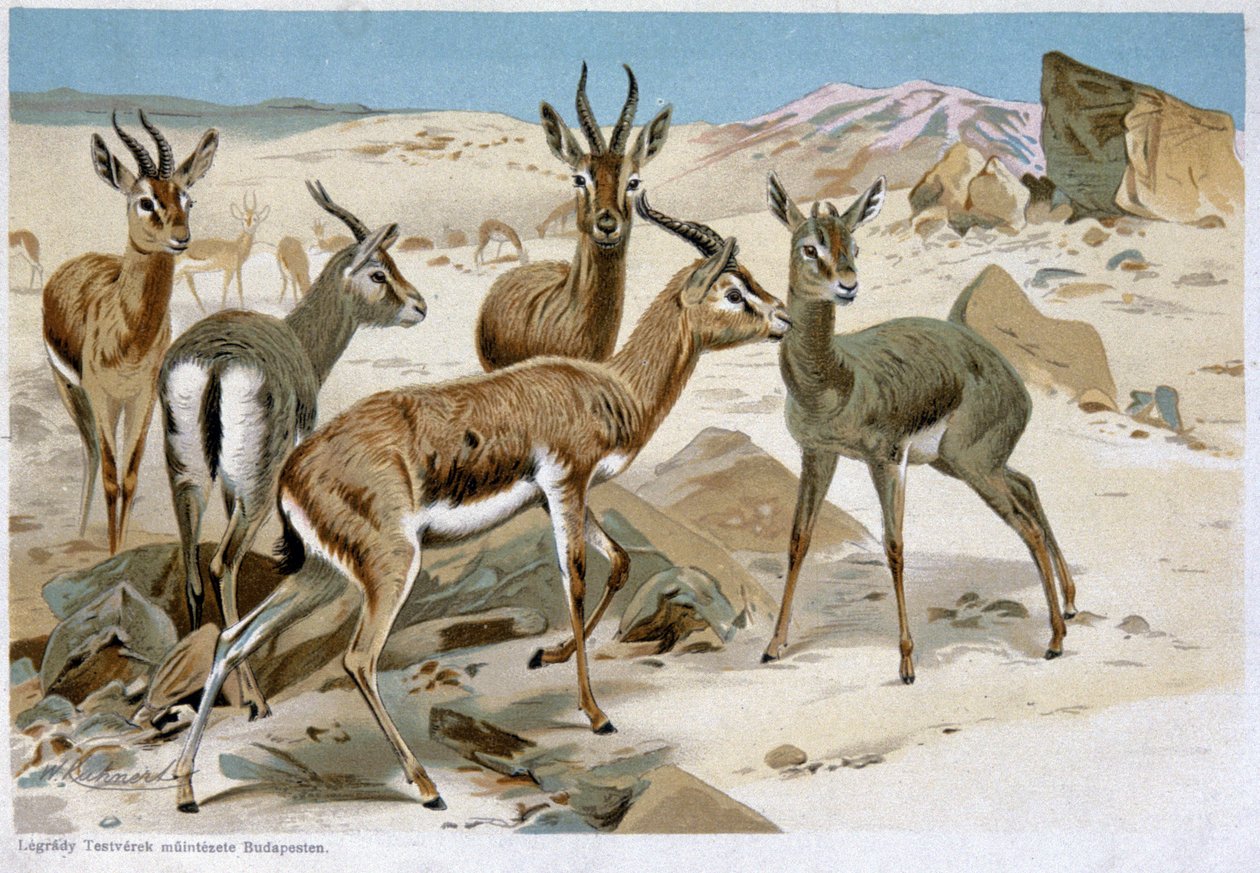 Gazelles, début du 20e siècle - Unbekannter Künstler