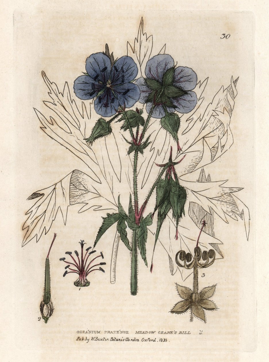 Géranium du Président. Gravure en cuivre colorée d