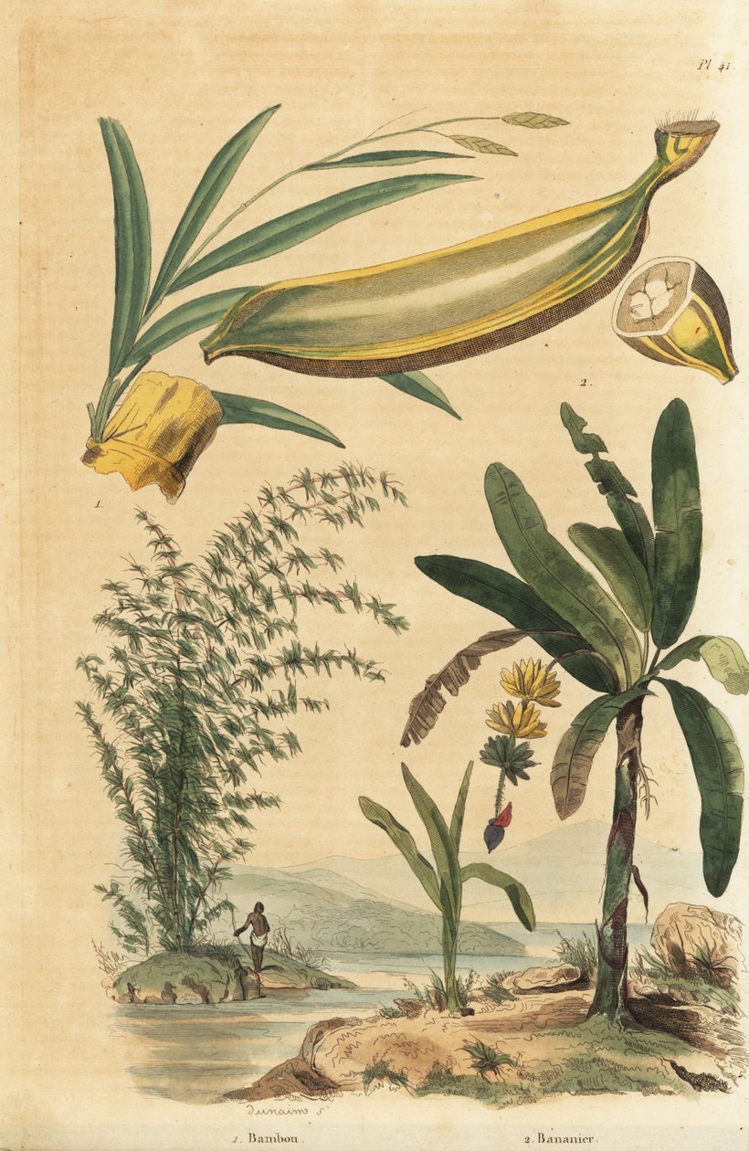 Bambou géant épineux, Bambusa bambos (Bambos arundinacea) et bananier avec fruit et coupe transversale, Musa paradisiaca - Unbekannt