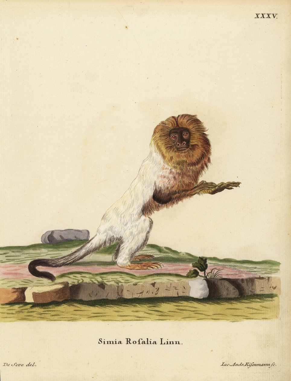 Tamarin lion doré ou ouistiti doré, Leontopithecus rosalia. En danger. Simia rosalia Linn. Illustration d
