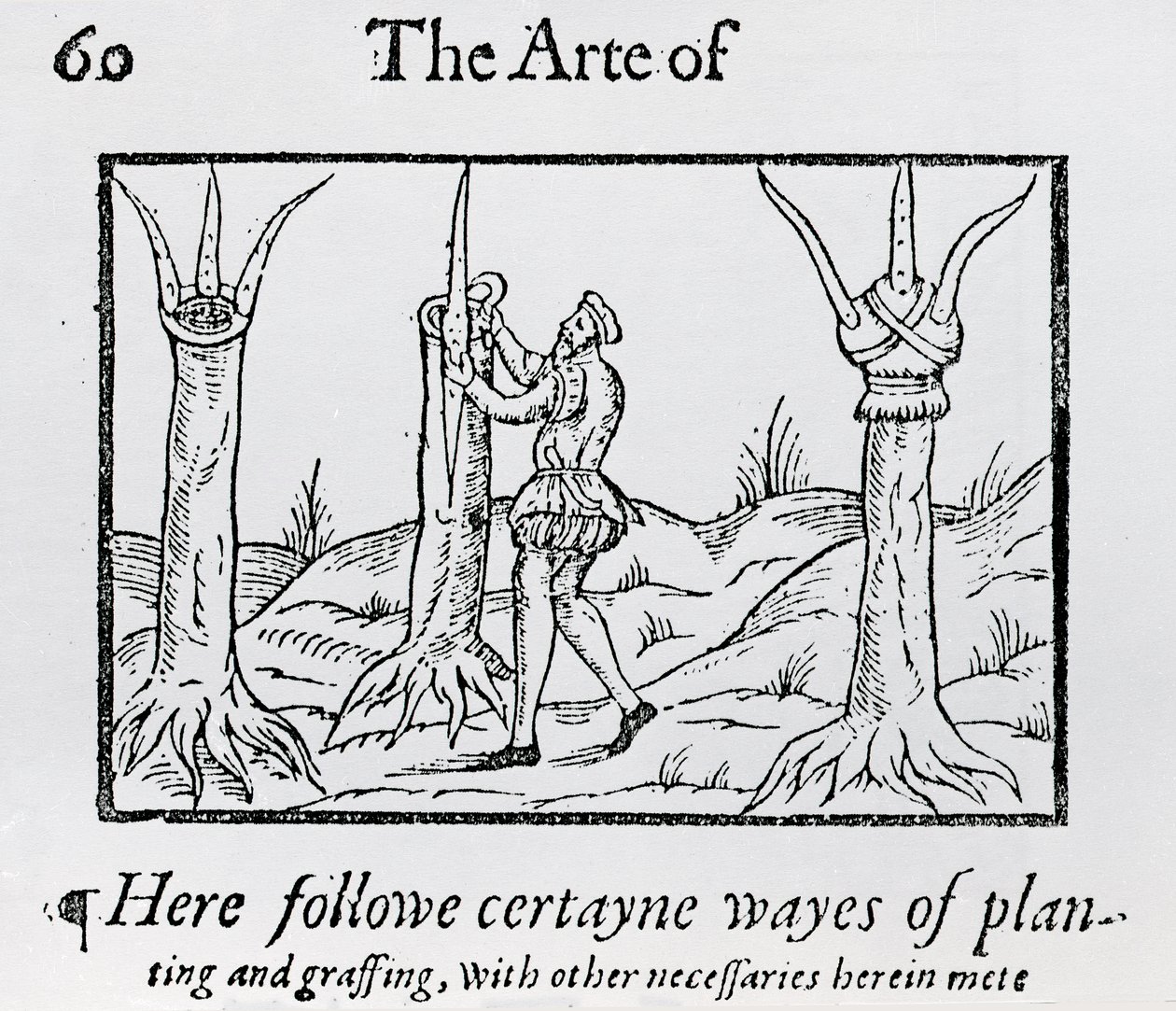 Greffer un arbre - Unbekannt
