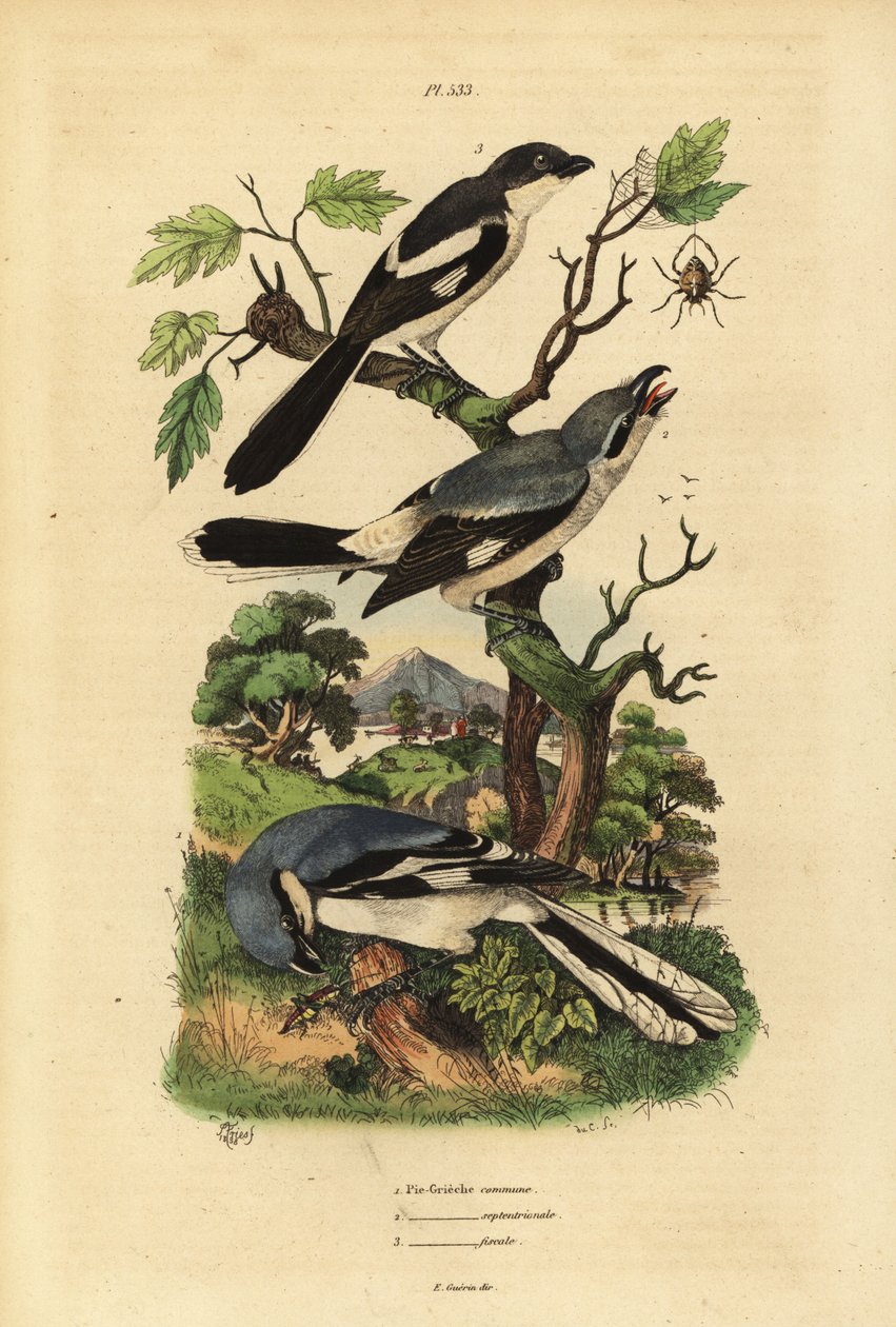 Pie-grièche grise, Lanius excubitor, pie-grièche à dos gris, Lanius excubitoroides, et pie-grièche fiscale, Lanius collaris - Unbekannt